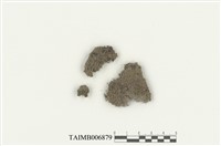 藏品(葉蘚目)的圖片